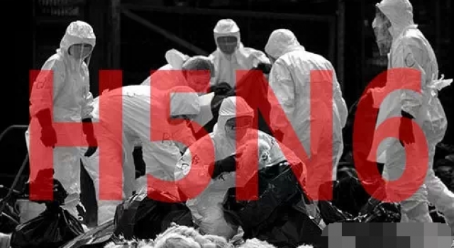 如何预防h5n6禽流感? 冬春交替禽流感风险加大