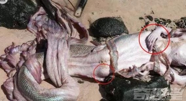 世界上有美人鱼吗? 探索美人鱼的神秘真相