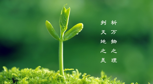 2016年植树节活动方案:为创建绿色生活添助力