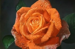 娇嫩欲滴的玫瑰花画作 艺术也可以如此细腻