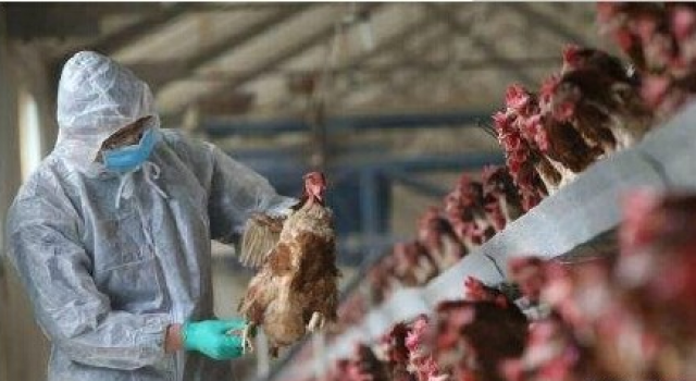 广东H7N9感染者中惊现病毒变异株 大家都慌了