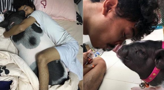 人猪情深! 男子每日抱猪睡觉情同女友