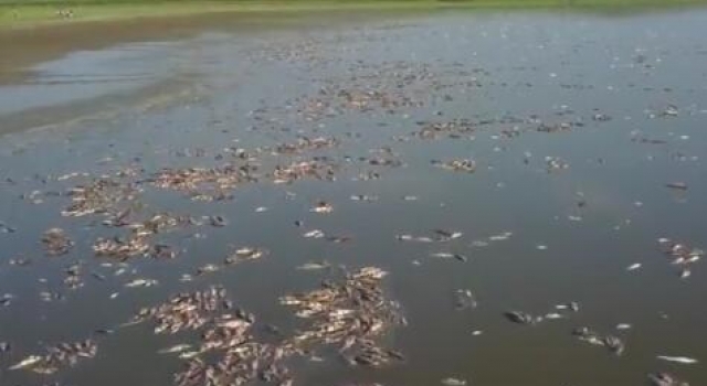水库高温鱼被热死 注意防暑降温