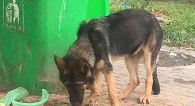 警犬被盗案 夫妇二人好心救助怎么成了偷盗国家财产