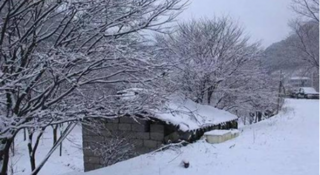 大雪封山救我狗命怎么回事?一面锦旗因为上面的字火了