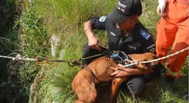 民警求助119救警犬 警犬怎么了?消防员和警犬还好吗?