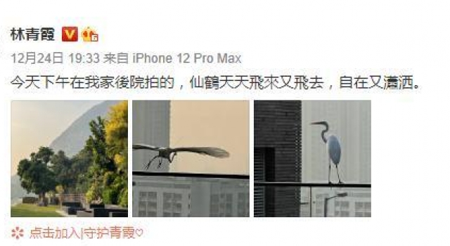 林青霞别墅环境曝光,后院宽敞如“景区”,清幽环境引来仙鹤