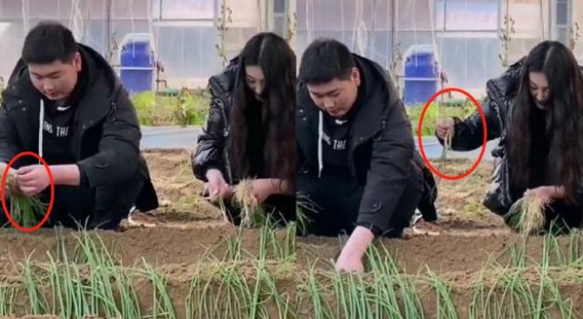 大衣哥儿子儿媳禁止带货后,回家种葱手法生疏,被网友质疑在作秀