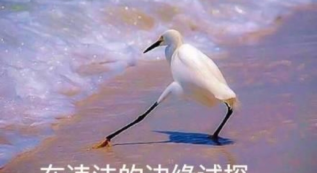 中央政法委长安剑评郑爽代孕弃养风波:钻法律空子,这绝不是无辜