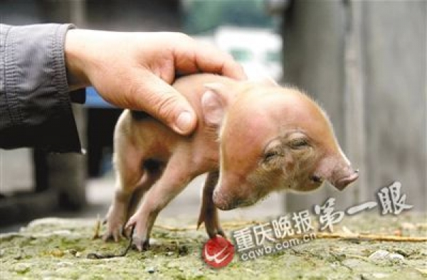 重庆城口惊现“双头猪崽” 因头太重无法站立