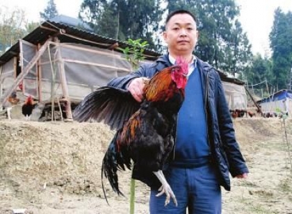 “老偷”专业偷鸡20年9次入狱 懂得鸡语偷鸡成瘾