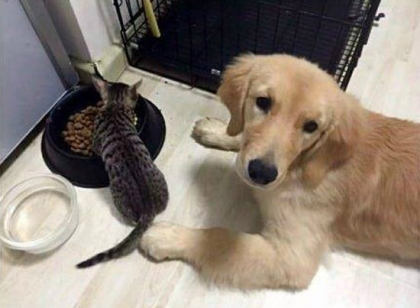 狗善被猫骑！且看汪喵星人如何欺负汪星人