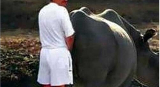 人畜乱搞：菲律宾男子强奸母牛怀孕 还曾强暴其他牲畜