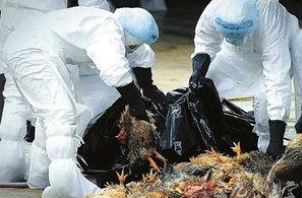 2016年h5n6禽流感再次横行 深圳首例h5n6禽流感病例死亡