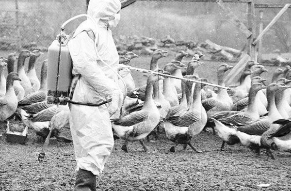 h7n9禽流感早期症状早知晓 尽早预防早点好