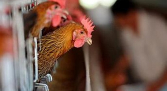 h7n9症状知识大全 别误把禽流感当普通感冒