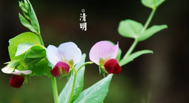 清明节缅怀先烈诗歌鉴赏 这是中华儿女共有的精神家园