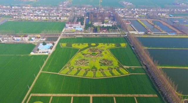太牛逼!南京农民油菜地种出“龙袍”图 双龙戏珠震撼