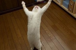 ô Ҹպ˶ҩ
