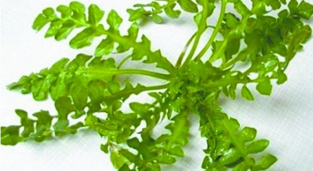 春雨时节野菜出没 让春夏吃出健康的4种野菜