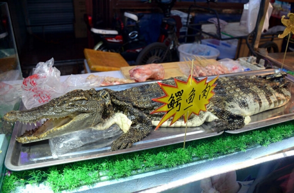 沈阳惊现20元一串鳄鱼烤肉串 活鳄鱼现场宰引注目