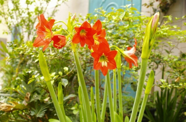 教师节送什么鲜花好 2016教师节礼物推荐