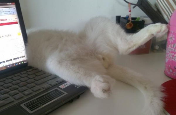 这些猫咪我们统称为二货猫咪