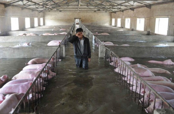 悲!6000余头活猪遇洪灾不能转移 饲养员挥泪抚摸诀别