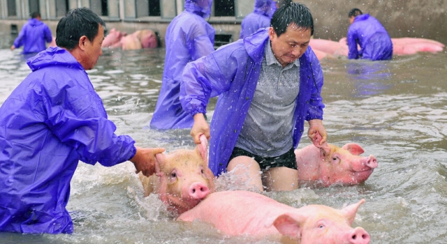 《印象》第325期:安徽6000头“诀别猪”获救！目前仅存活一半