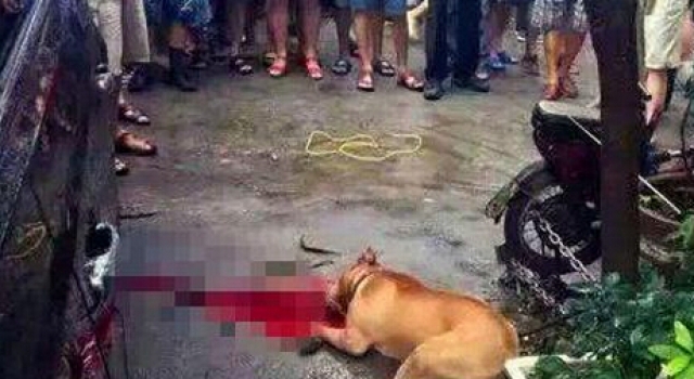 湖北比特犬发情将主人扑倒撕咬 被警方三枪击毙