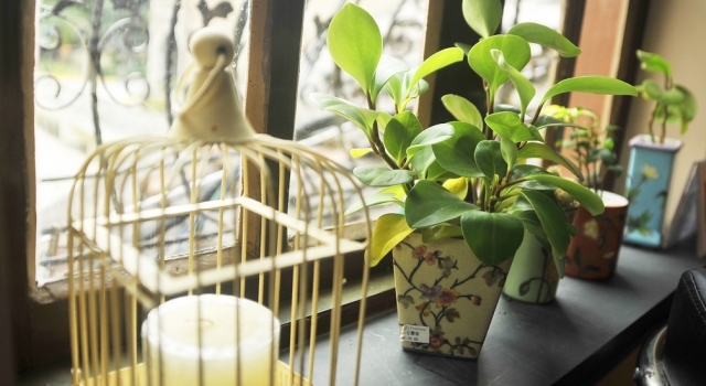 客厅植物摆放风水 巧用绿植妆点家居