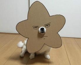 һֻ�ձ�ֽ�乷�ȷ������ ��̫�ɣ�������Ź�~