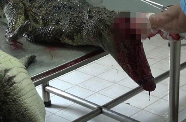 血腥！农场工人活剥鳄鱼皮 之后还能活5个小时才死