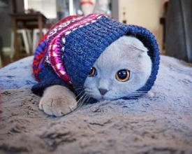 �������ո����۶�è���ȣ���������è��