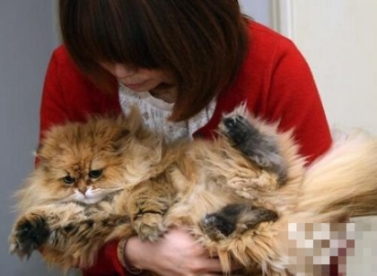 情侣2万卖女儿转身花2千买只猫 没钱养孩子竟有钱养猫