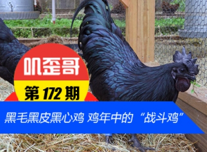 【叽歪哥 V0.172】黑毛黑皮黑心鸡 鸡年中的“战斗鸡”