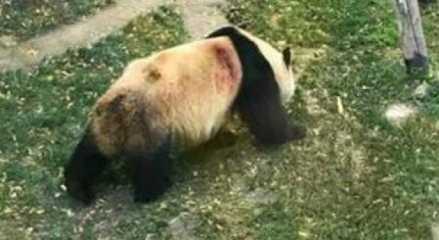 遭受虐待？大熊猫“蜀兰”9个月内竟暴瘦60斤