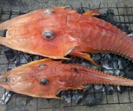 渔民捕到神秘海洋生物被吓呆 这究竟是鱼还是虾？
