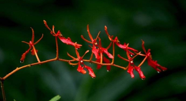 云南发现植物“大熊猫”火焰兰 现存不到十株