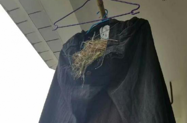懒癌患者  大学男生常年不收衣服鸟在衣服内筑巢
