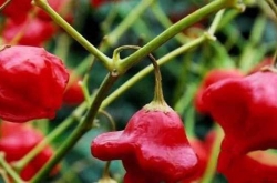  ˲ʲô
