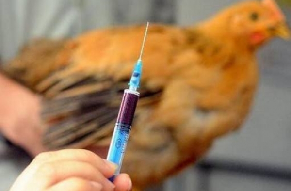 h7n9病毒变异株怎么回事？不要慌！陕西首例h7n9已出院
