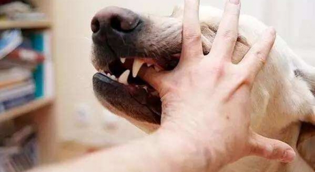 男子被牧羊犬袭击缝80针 自家养的宠物为何咬伤主人？