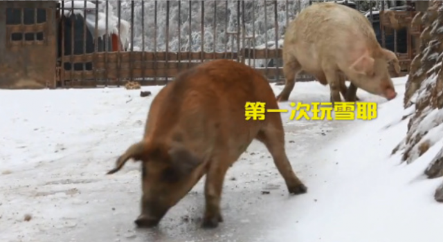 南方的猪第一次看见雪 网友：我第一次见到雪也是这样