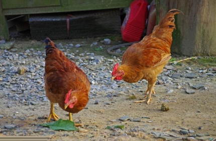 ���������������Ѽ�� ���Ѹ�̾����Ǯ̫����