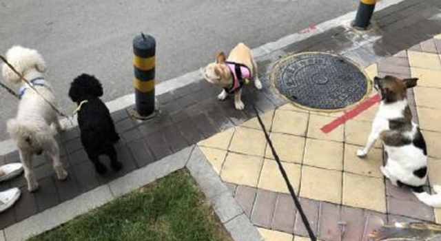 毒狗药异烟肼：异烟肼毒狗事件倒逼养犬文明进步？