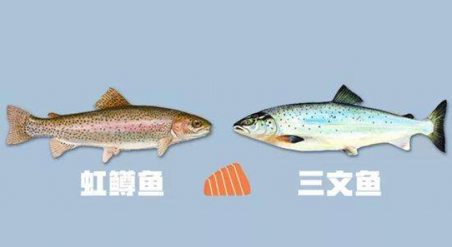 虹鳟等被归入三文鱼 网友表示行业标准由生产商来定？
