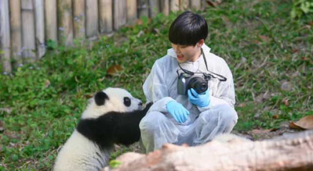 李宇春出任大熊猫全球推广大使 呼吁大家关爱大熊猫