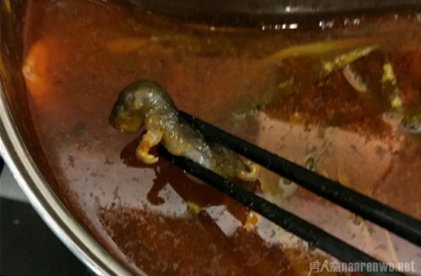 食客称在呷哺呷哺吃出老鼠 店家:尚未证实 正在调查