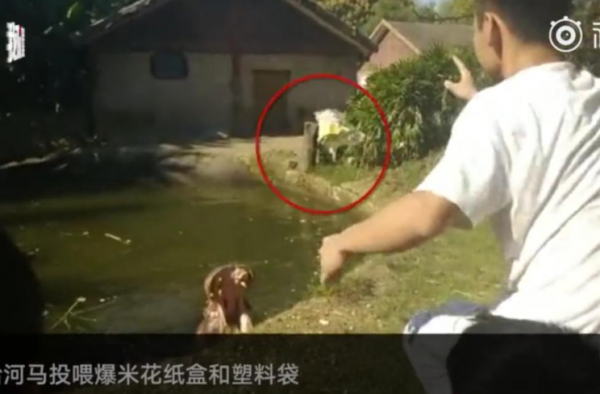 游客给河马为塑料袋 中国人民的素质的该提高了！